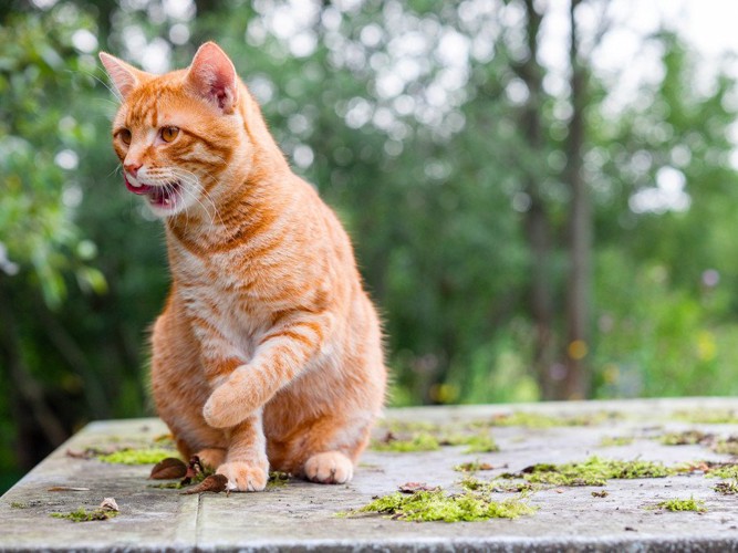 野外にたたずむ茶トラ猫