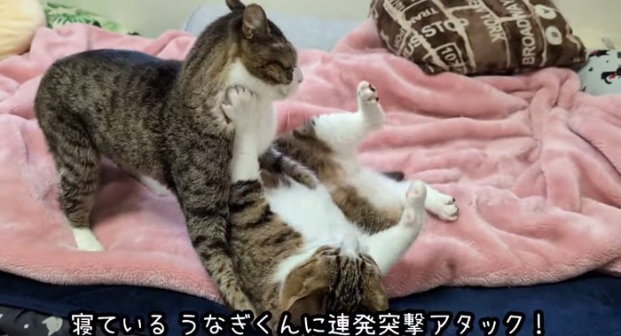 揉み合う猫