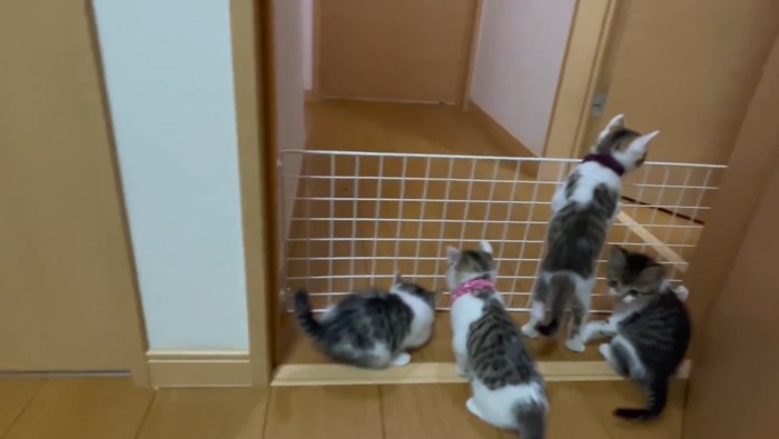 脱走を試みる子猫たち