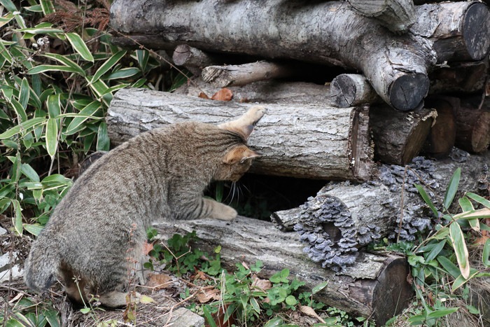 木の隙間を覗く猫