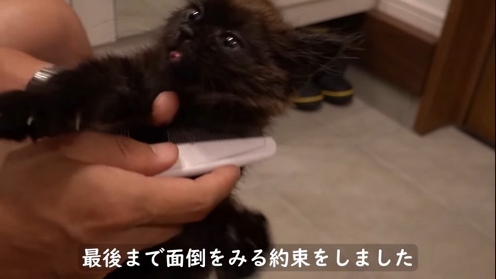 ブラッシングされる子猫