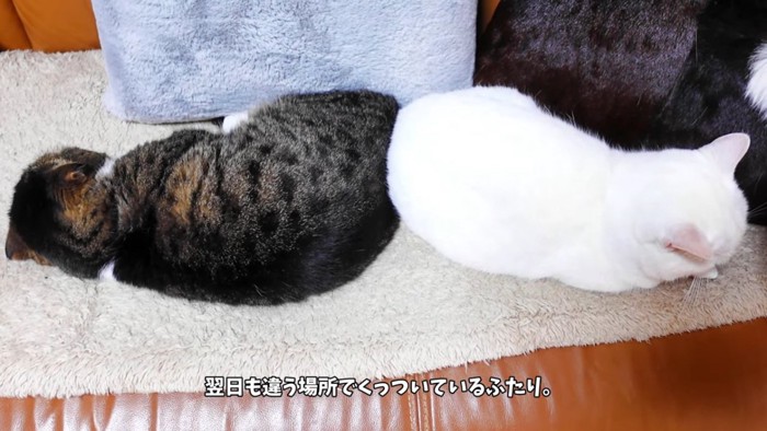 お尻をつけている2匹の猫