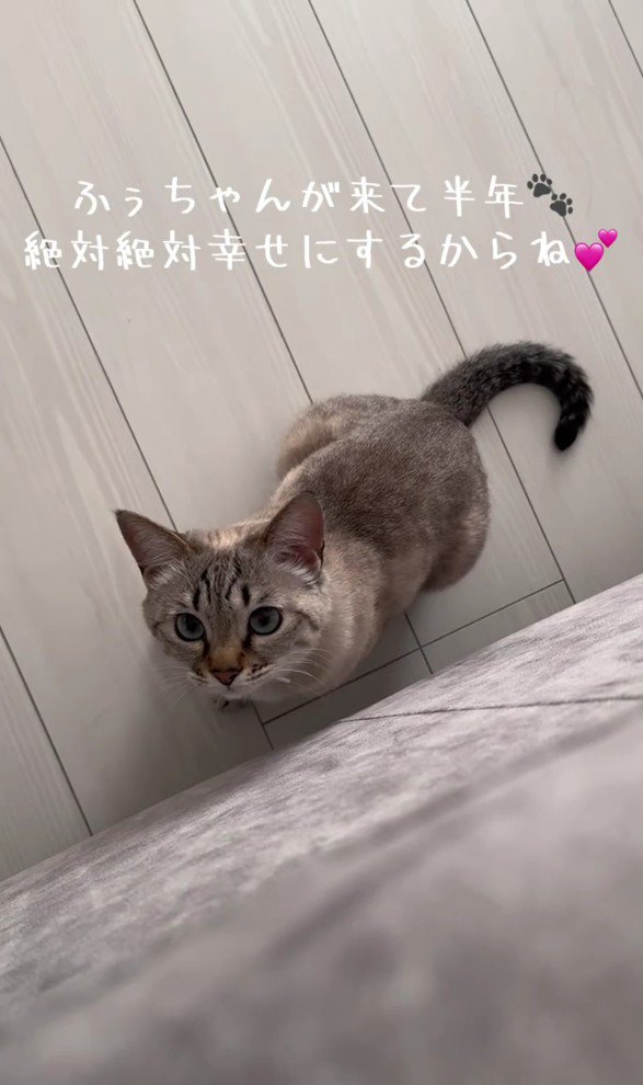 見上げる猫