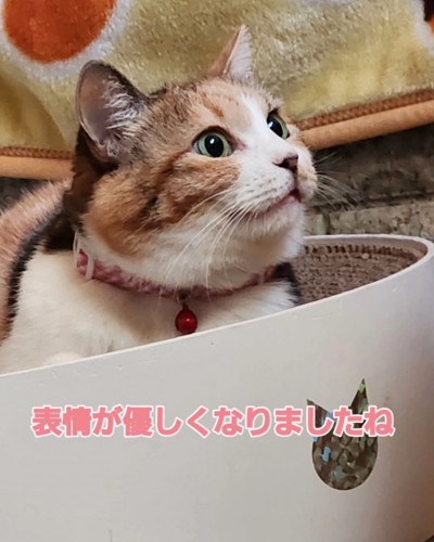 上を見る猫