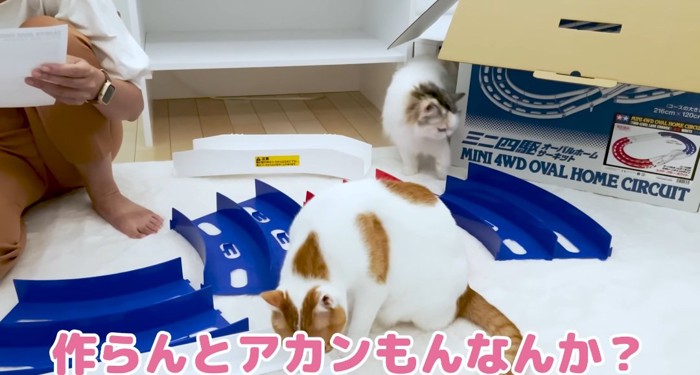 興味津々の猫