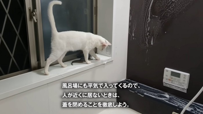 お風呂場にいる猫