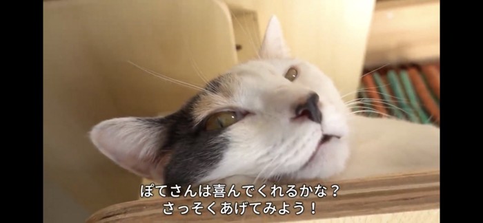 眠そうな猫