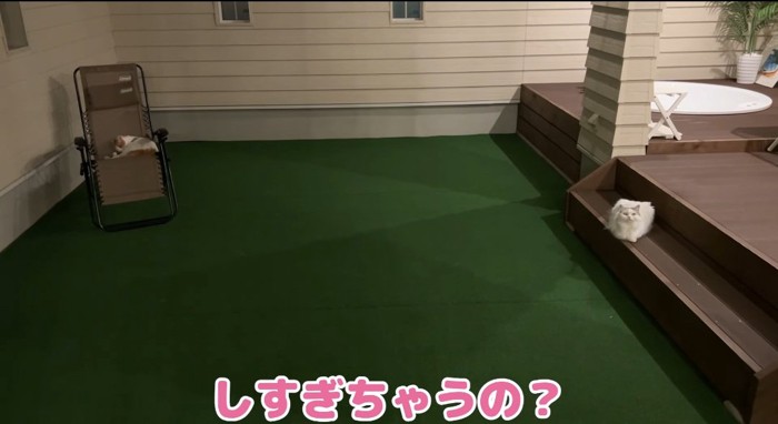 くつろぐ猫