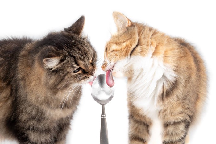 スプーンでヨーグルトを食べる猫たち