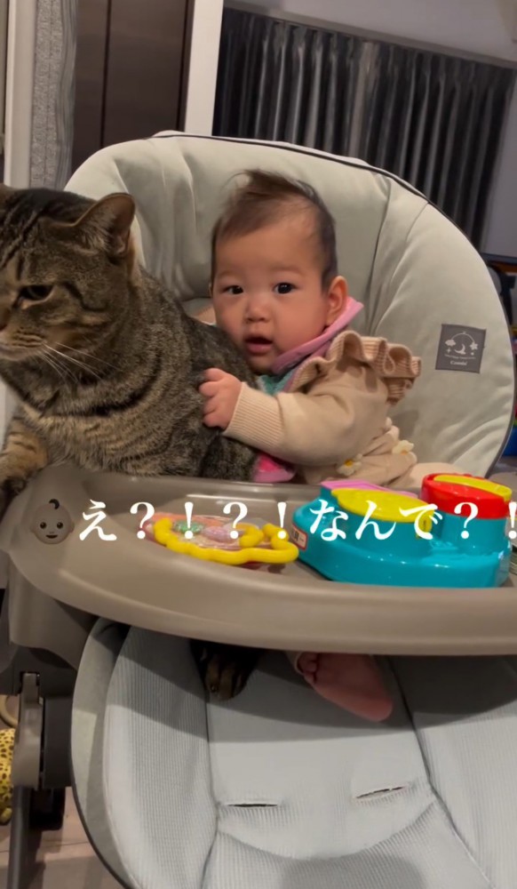 猫の背中を抱えながらこちらを見る赤ちゃん1