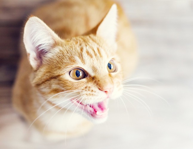 鳴く茶トラ猫のアップ