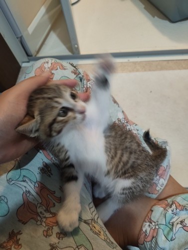 前足をあげて振り向く子猫