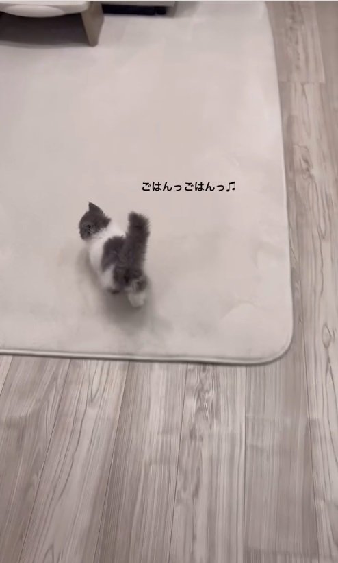 歩く子猫