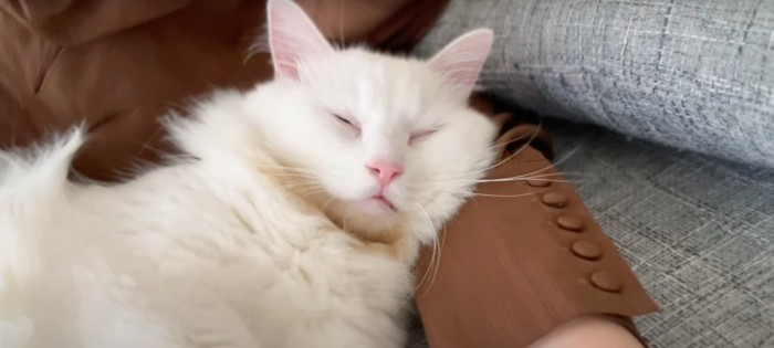 寝る猫