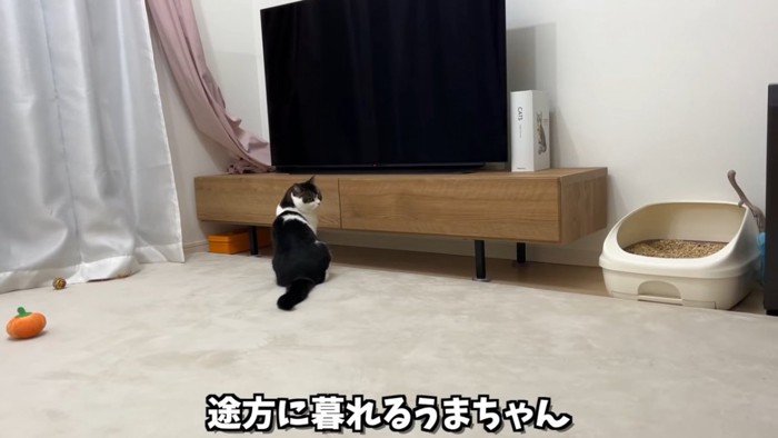 テレビの前に座る猫