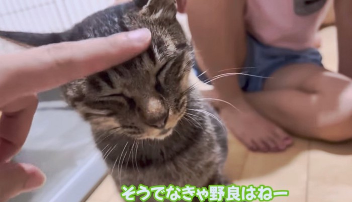 野良猫はそうでなくちゃ！