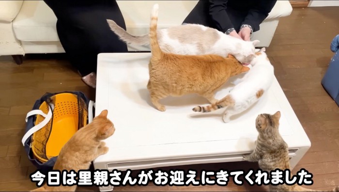 女性が持っているスプーンに顔を寄せる猫たち