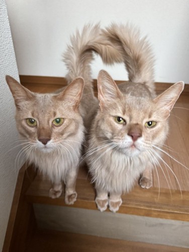 飼い主をジッと見つめる2匹のソマリ