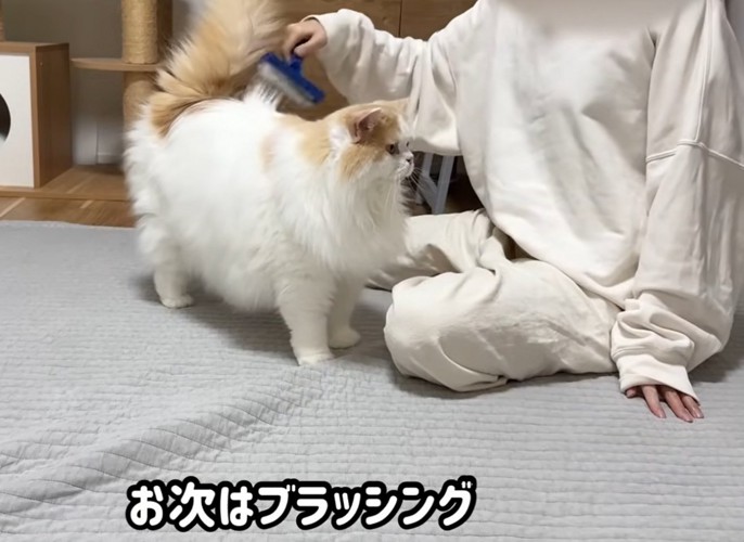 ブラッシングする猫