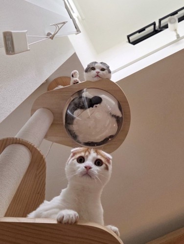 キャットタワーでくつろぐ2匹の猫