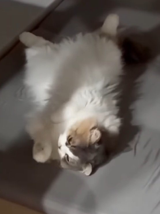 手を舐める猫
