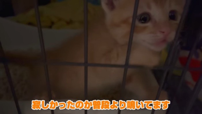 ケージの中で立ち上がる子猫