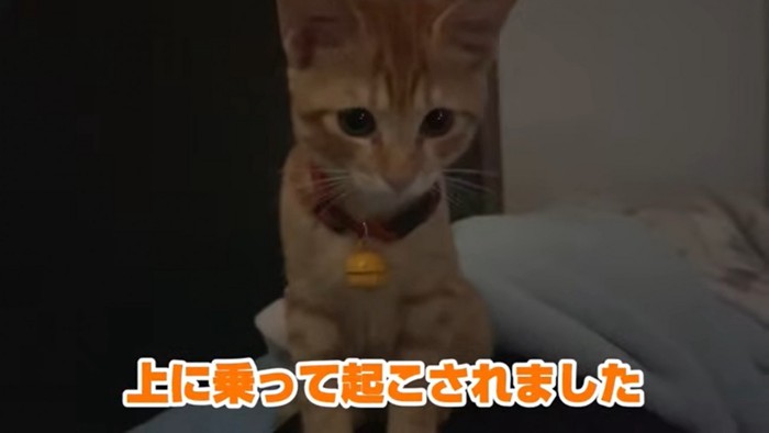 飼い主さんを起こすもぐちゃん