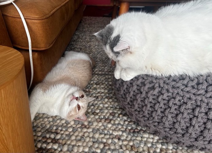 見つめ合う2匹の猫