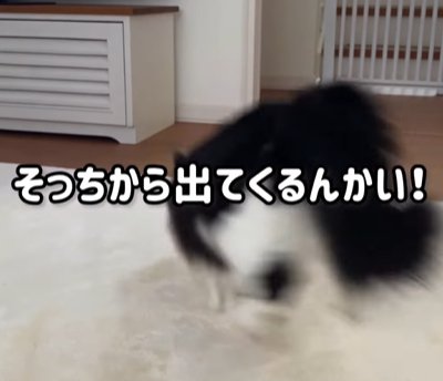 絨毯に飛び込む猫(そっちから出てくるんかい!)