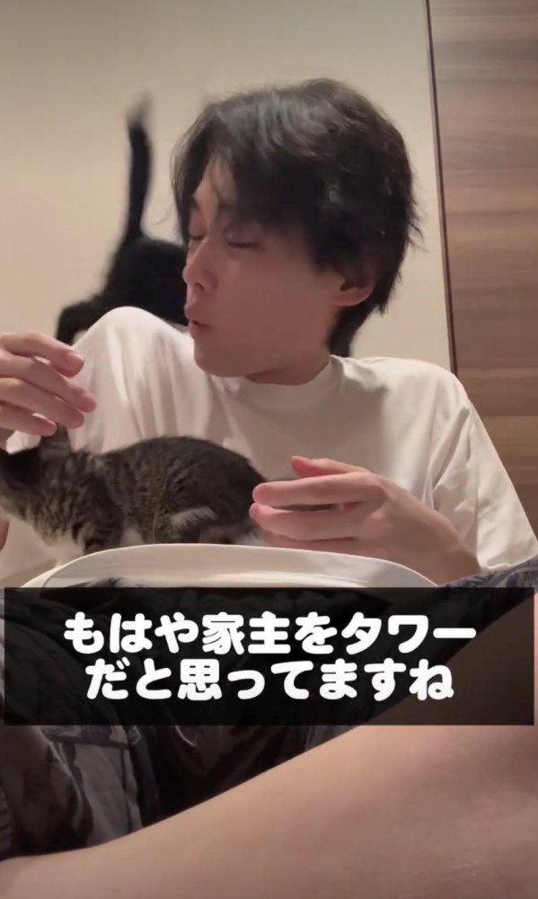 飼い主をタワーにする2匹