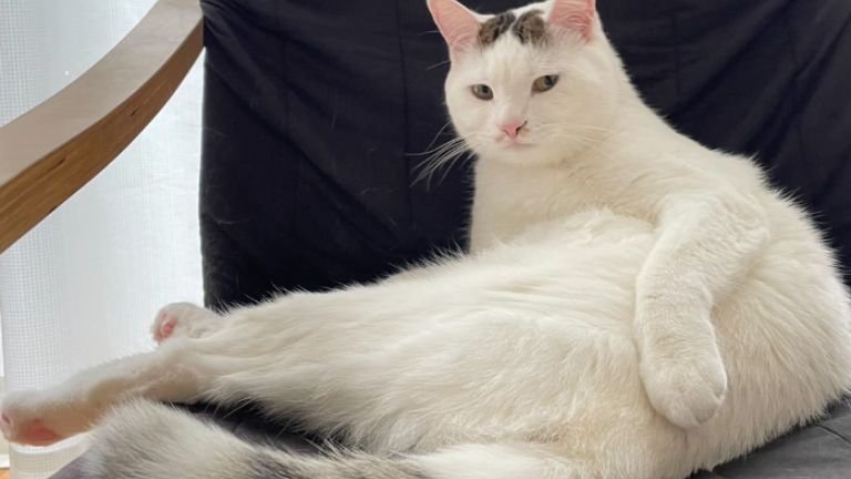 椅子に座る猫
