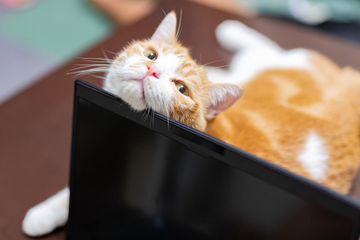 邪魔する猫