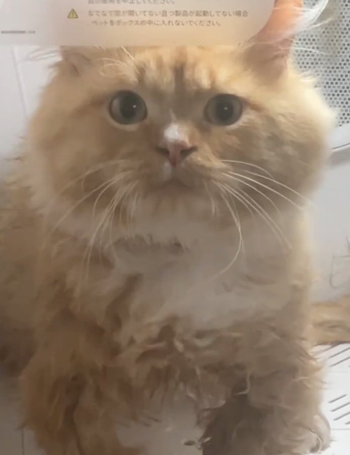 ガン見する猫