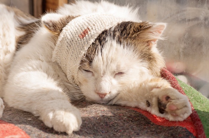 頭に傷がある猫