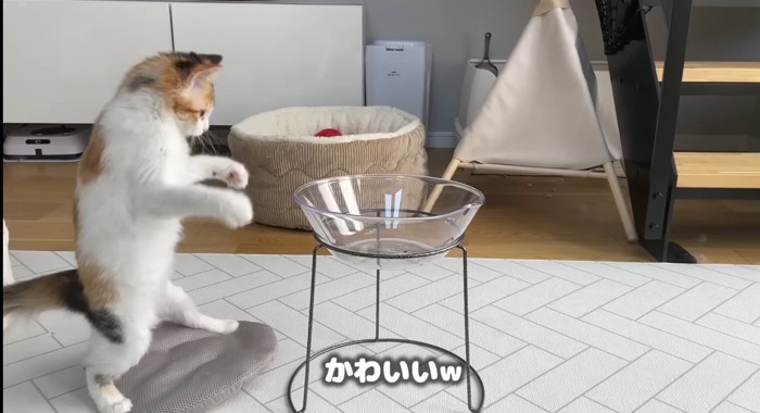 かわいいw