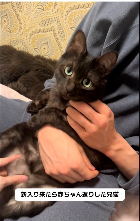 人に抱かれている猫