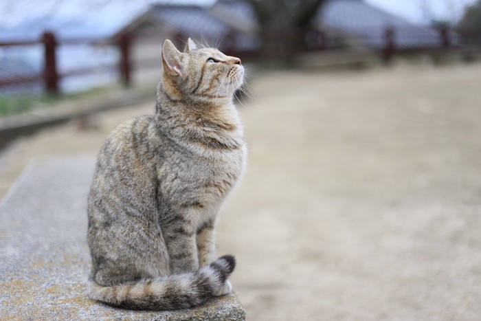 横をむいて座る猫