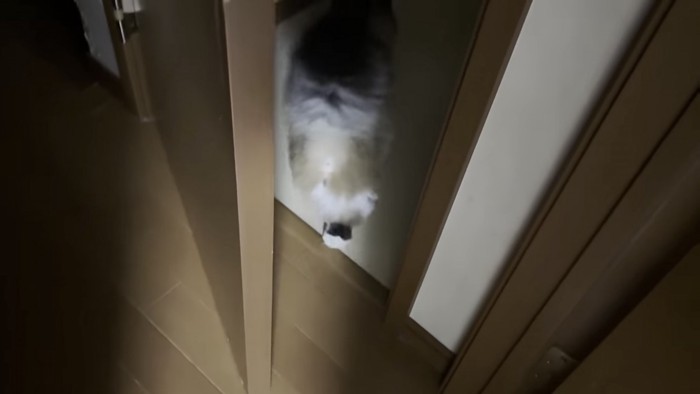 ドアの中に入っていく猫の写真2