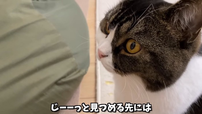 猫の顔