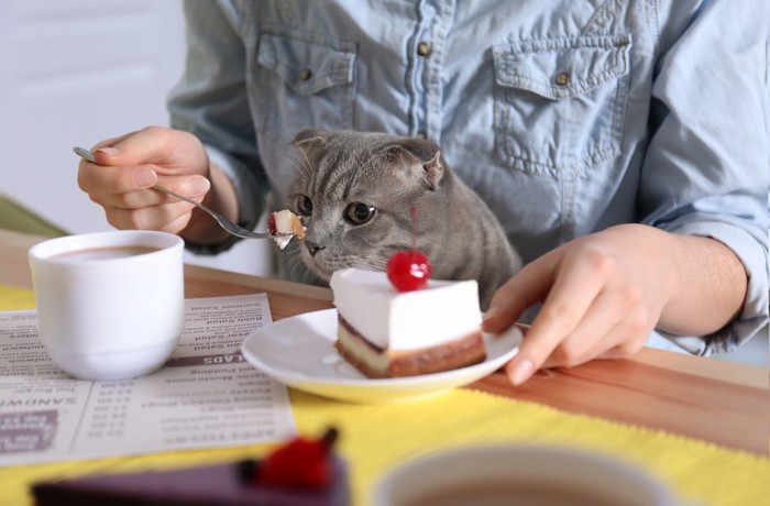 ケーキと猫