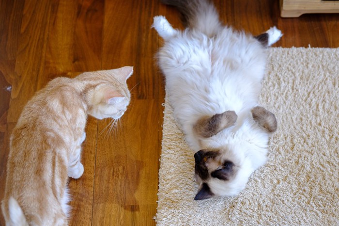 仰向けになる湯布院笑ねこカフェの猫達