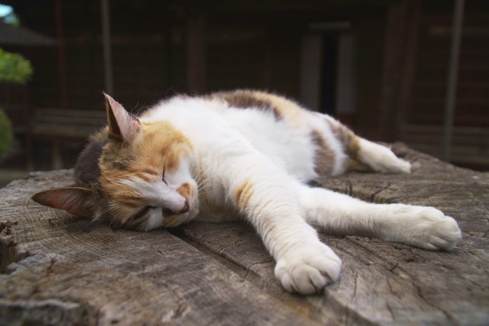 切り株の上で横になっている猫