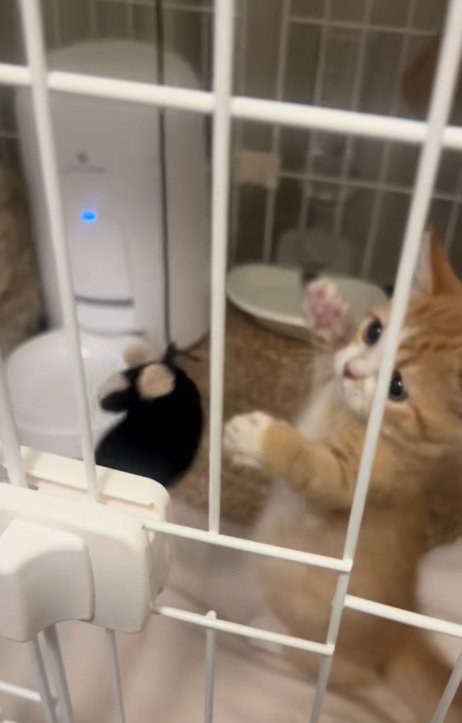 ケージの中でおもちゃにパンチする子猫