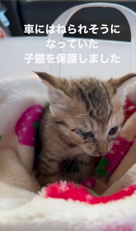 立ち上がる猫