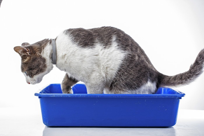 トイレに入る猫