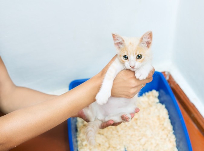 トイレに連れていかれる子猫