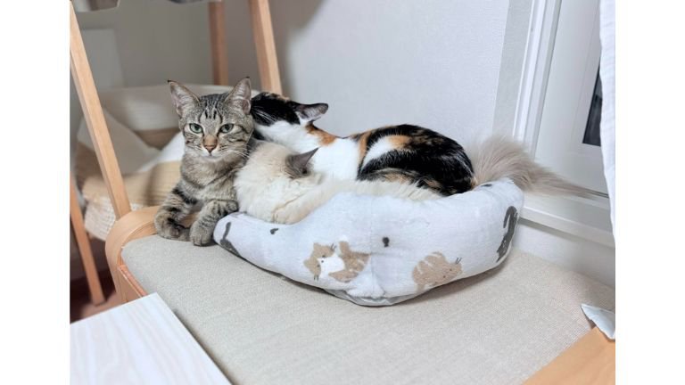 室内にいる猫たち