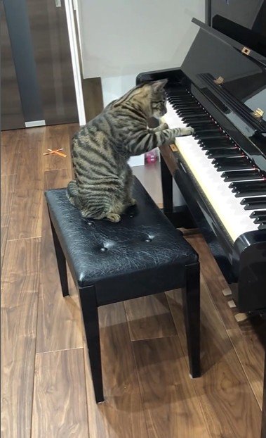 鍵盤を押している猫