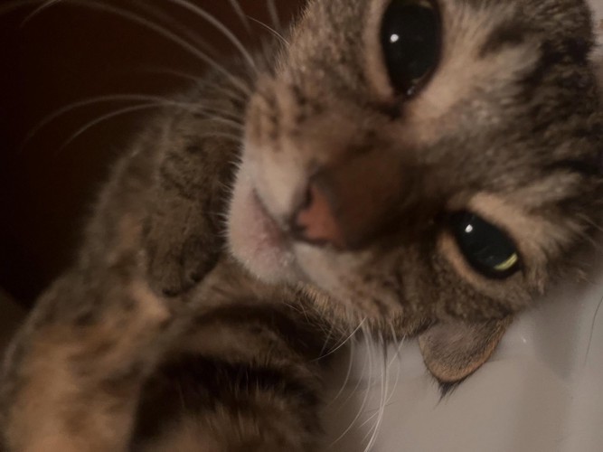 猫の顔