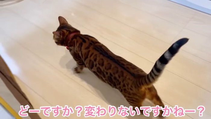 歩く赤い首輪の猫